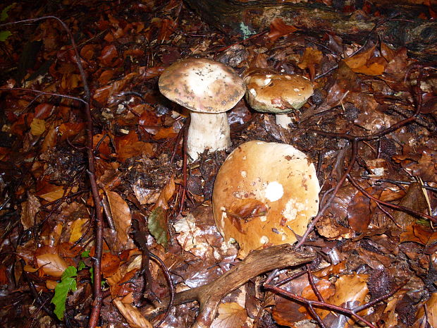 hríb smrekový Boletus edulis Bull.