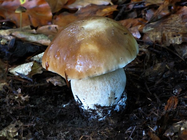 hríb smrekový Boletus edulis Bull.