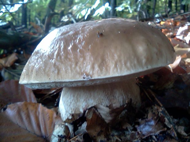 hríb smrekový Boletus edulis Bull.