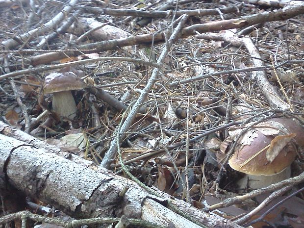 hríb smrekový Boletus edulis Bull.