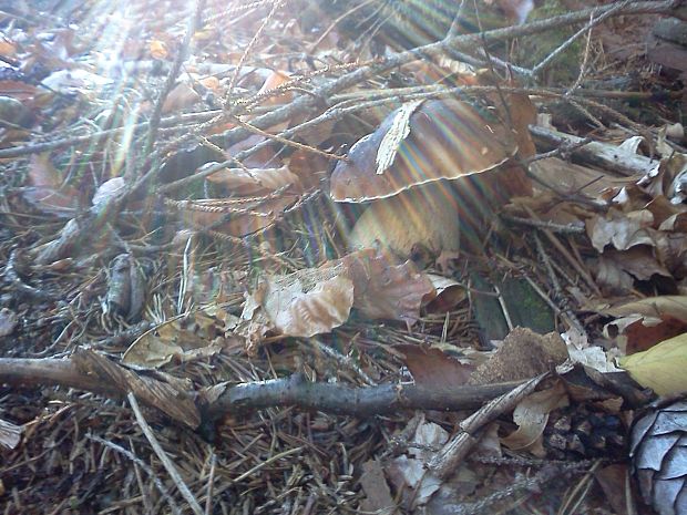 hríb smrekový Boletus edulis Bull.