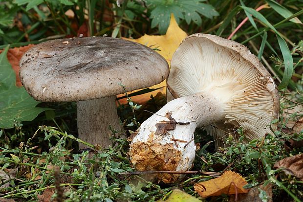 strmuľka inovaťová Clitocybe nebularis (Batsch) P. Kumm.