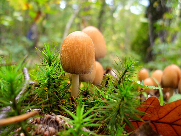 hnojník Coprinellus sp.