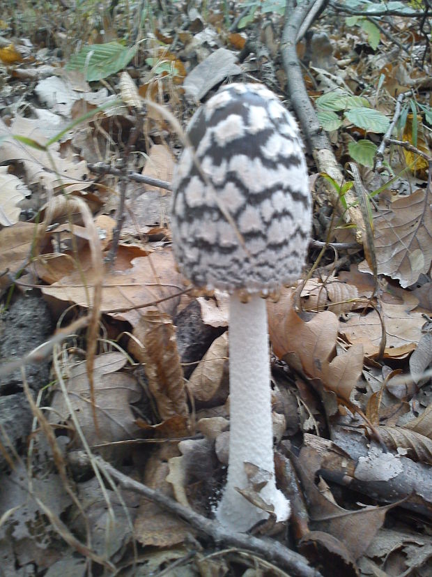 hnojník strakatý Coprinopsis picacea (Bull.) Redhead, Vilgalys & Moncalvo