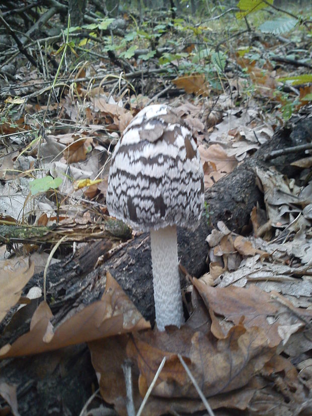 hnojník strakatý Coprinopsis picacea (Bull.) Redhead, Vilgalys & Moncalvo