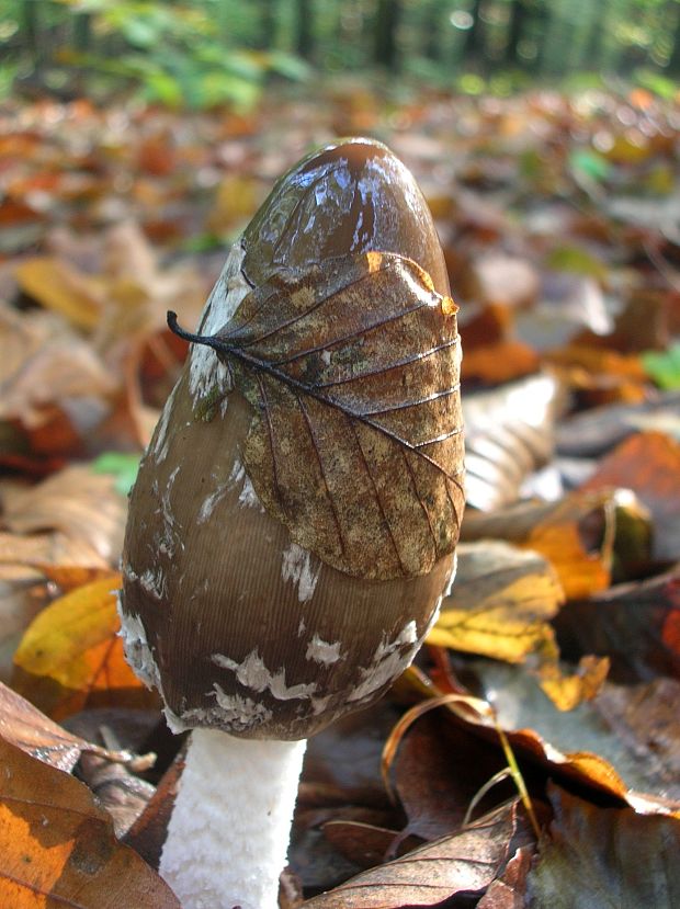 hnojník strakatý Coprinopsis picacea (Bull.) Redhead, Vilgalys & Moncalvo