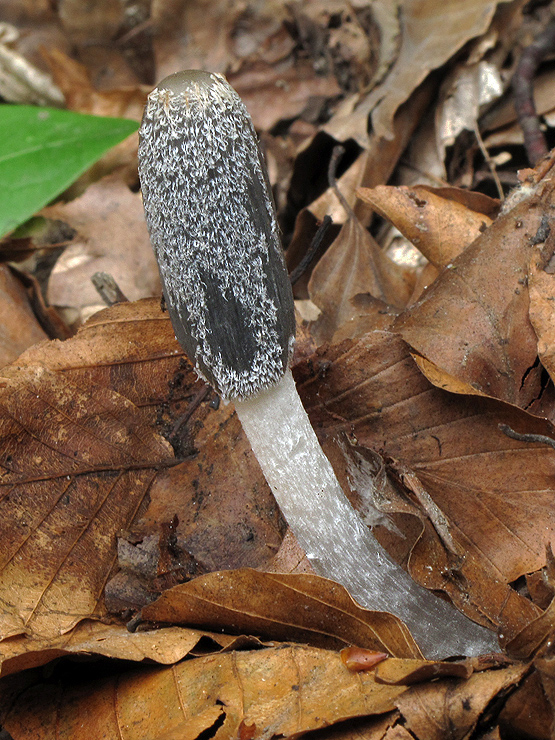 hnojník Coprinus sp.