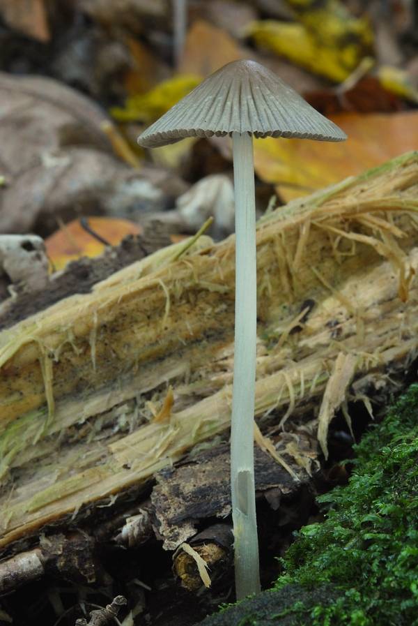 hnojník Coprinus sp.