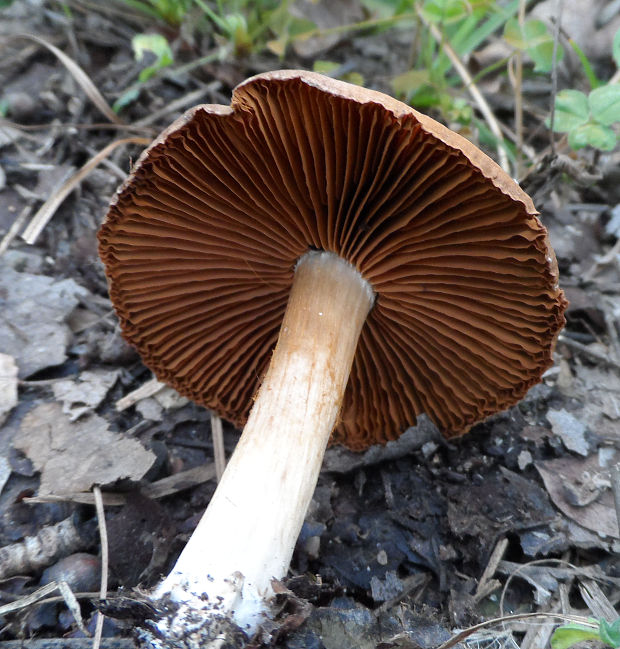 pavučinovec Cortinarius sp.