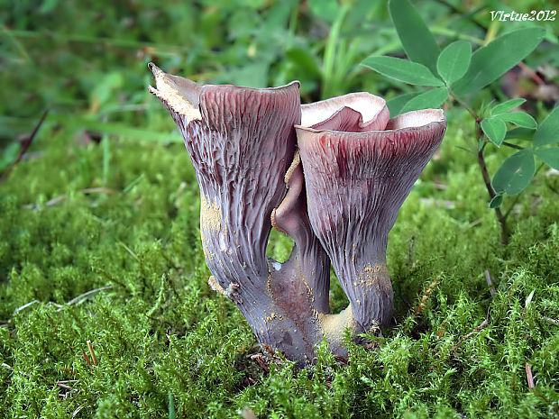 lievikovec kyjakovitý Gomphus clavatus (Pers.) Gray