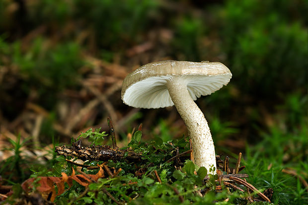 šťavnačka bodkovaná Hygrophorus pustulatus (Pers.) Fr.