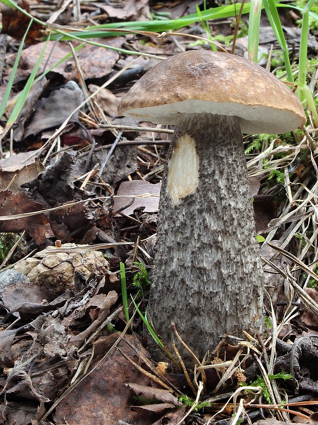 kozák čierny Leccinum melaneum (Smotl.) Pilát & Dermek