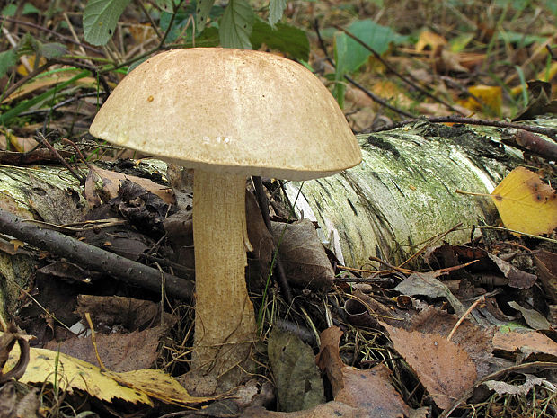 kozák brezový Leccinum scabrum (Bull.) Gray