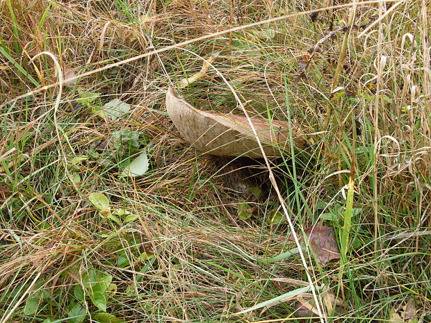 kozák brezový Leccinum scabrum (Bull.) Gray