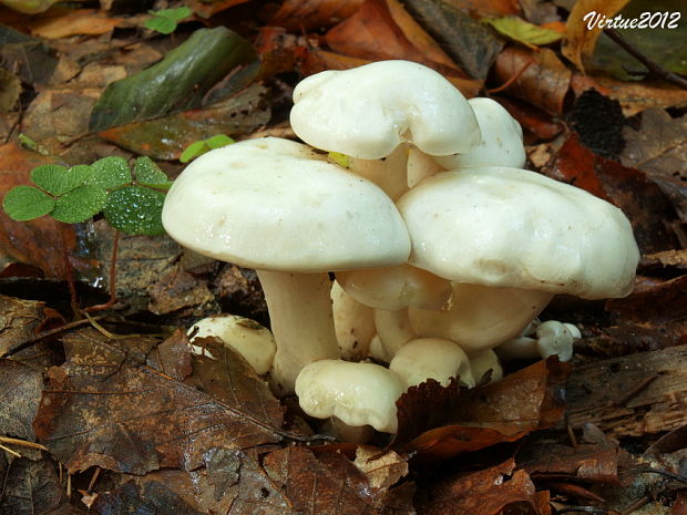 strmulec biely Lyophyllum connatum (Schumach.) Singer