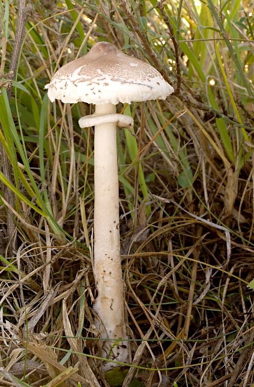 bedľa štíhla Macrolepiota mastoidea (Fr.) Singer