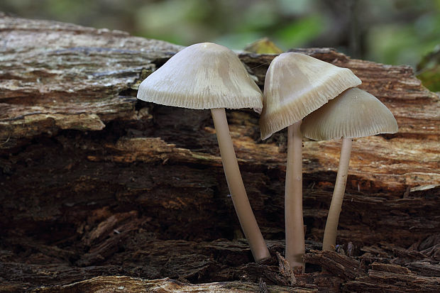 prilbička Mycena sp.