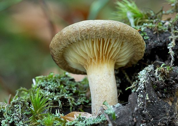 čechračka podvinutá Paxillus involutus (Batsch) Fr.