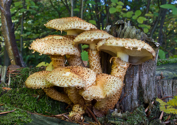 šupinovka šupinatá Pholiota squarrosa (Vahl) P. Kumm.