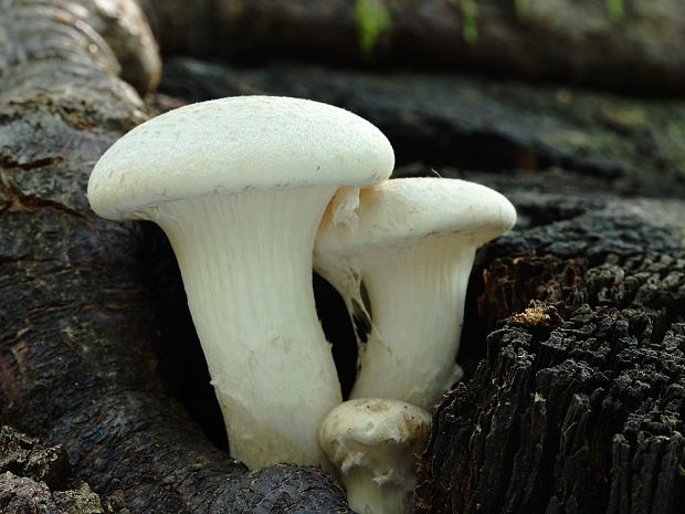 hliva dubová Pleurotus dryinus (Pers.) P. Kumm.