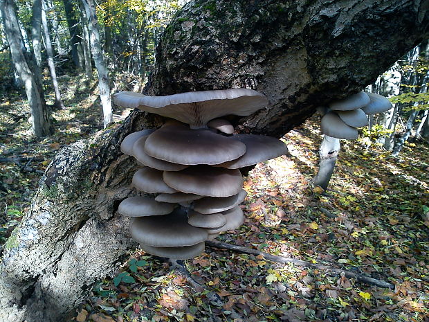 hliva ustricovitá Pleurotus ostreatus (Jacq.) P. Kumm.