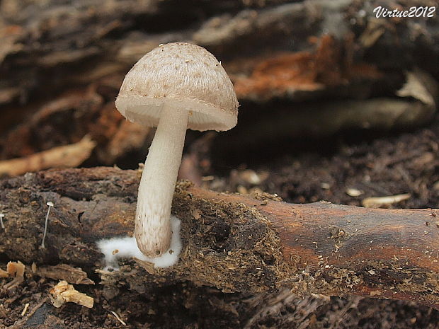 drobuľka Psathyrella sp.