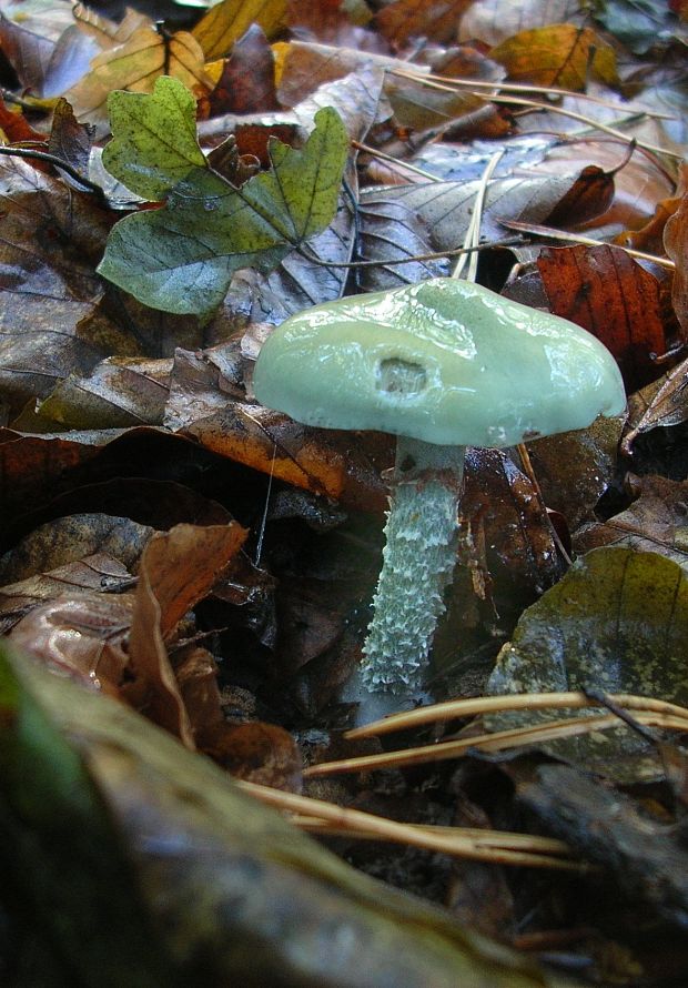 golierovka zelenkastá Stropharia aeruginosa (Curtis) Quél.