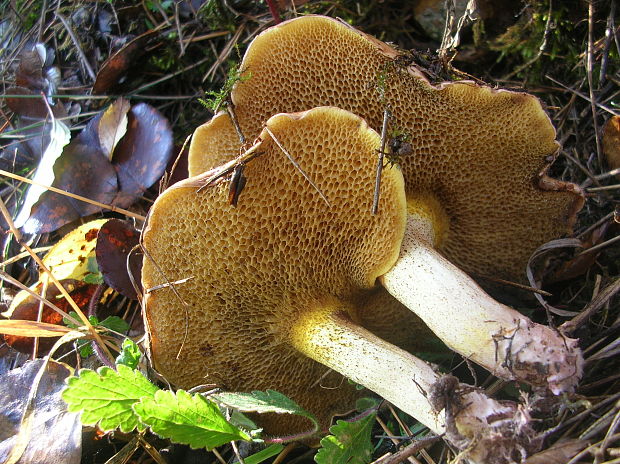 masliak kravský Suillus bovinus (Pers.) Roussel