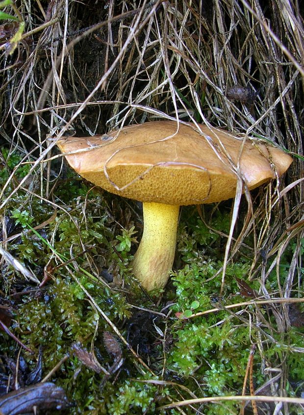 masliak kravský Suillus bovinus (Pers.) Roussel