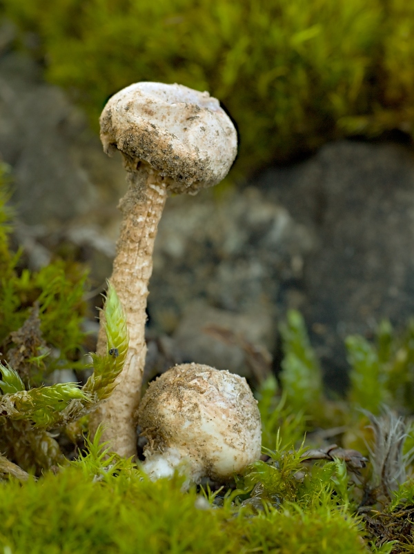 stopkovec Tulostoma sp.