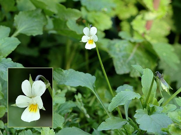 fialka roľná Viola arvensis Murray