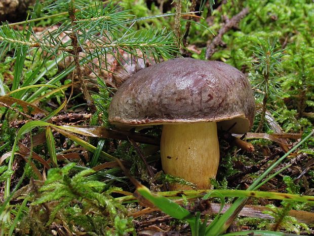 suchohríb červenohnedý Xerocomus ferrugineus (Kuntze) Singer