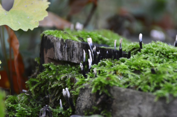 drevnatec parohatý Xylaria hypoxylon (L.) Grev.