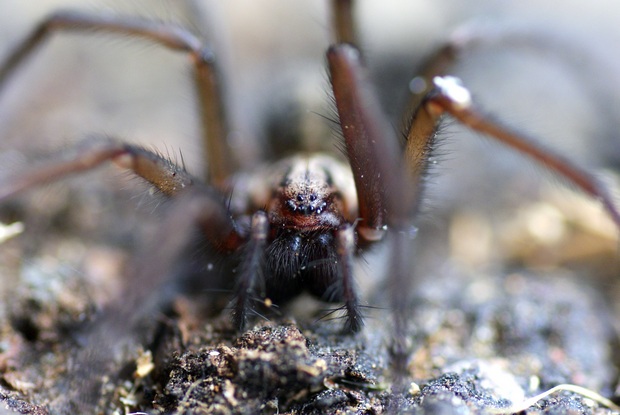 Kútnik domový - Tegenaria domestica