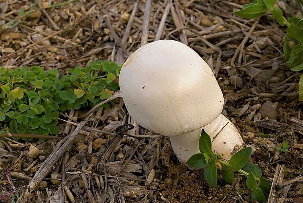 pečiarka ovčia Agaricus arvensis Schaeff.