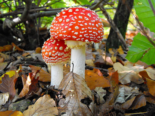 muchotrávka červená Amanita muscaria (L.) Lam.