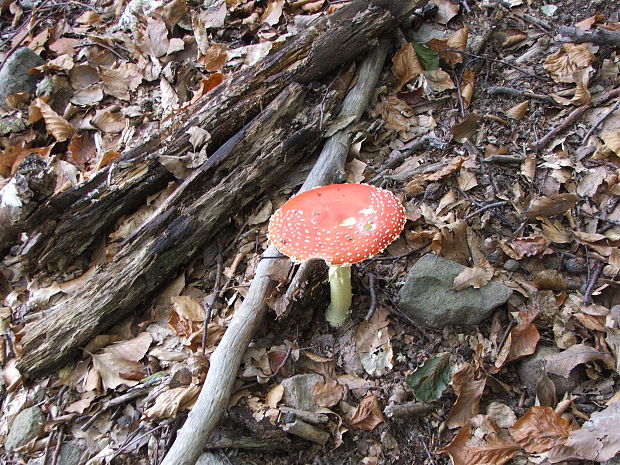 muchotrávka červená Amanita muscaria (L.) Lam.