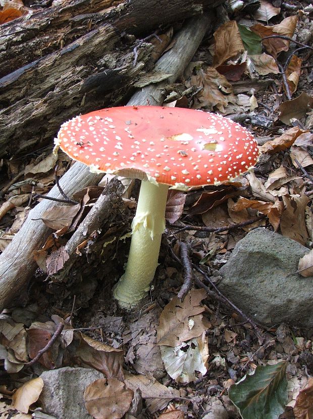 muchotrávka červená Amanita muscaria (L.) Lam.