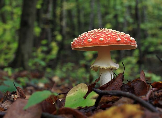 muchotrávka červená Amanita muscaria (L.) Lam.