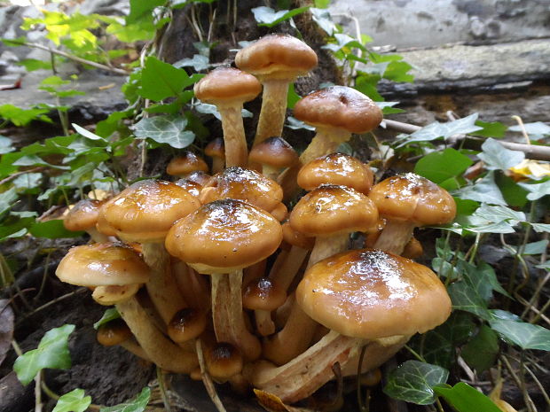 podpňovka žltá  Armillaria gallica Marxm. & Romagn.