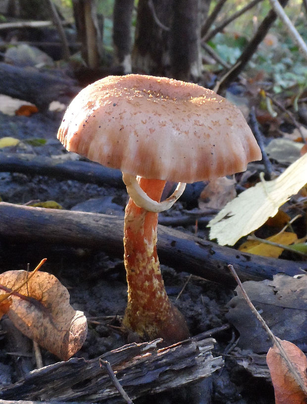 podpňovka Armillaria sp.