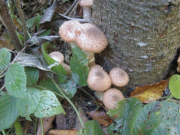 podpňovky Armillaria sp.