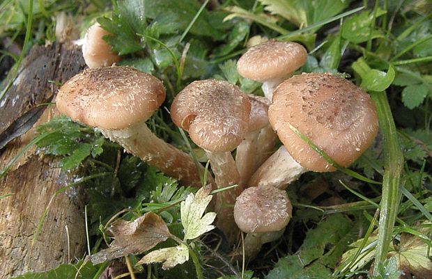 podpňovka Armillaria sp.