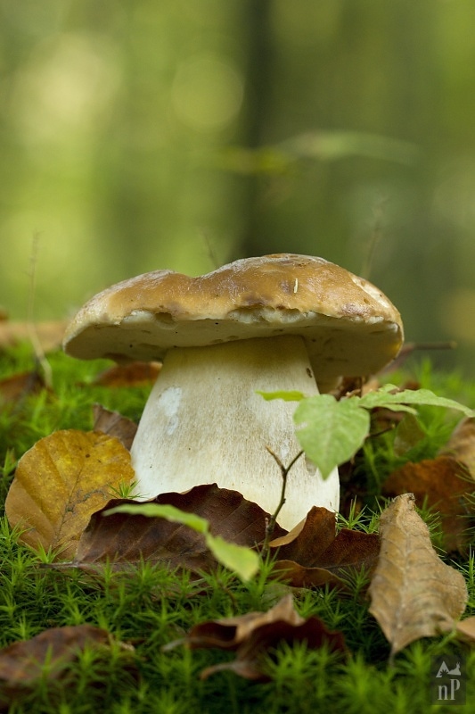 hríb smrekový Boletus edulis Bull.