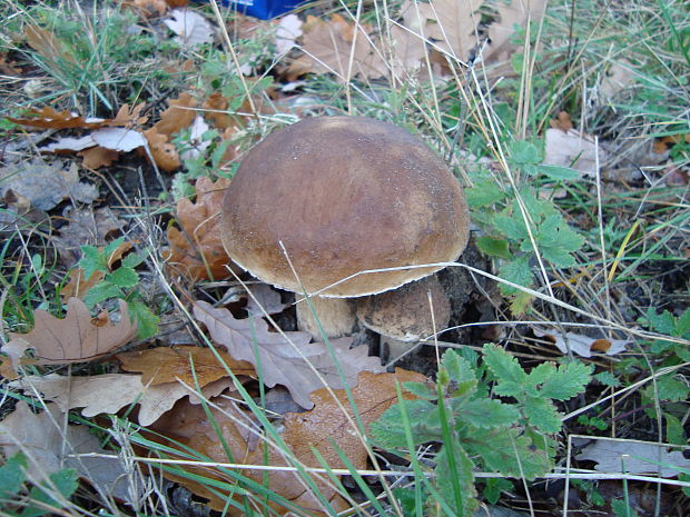 hríb smrekový Boletus edulis Bull.