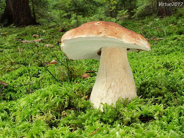 hríb smrekový Boletus edulis Bull.