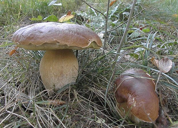 hríb smrekový Boletus edulis Bull.