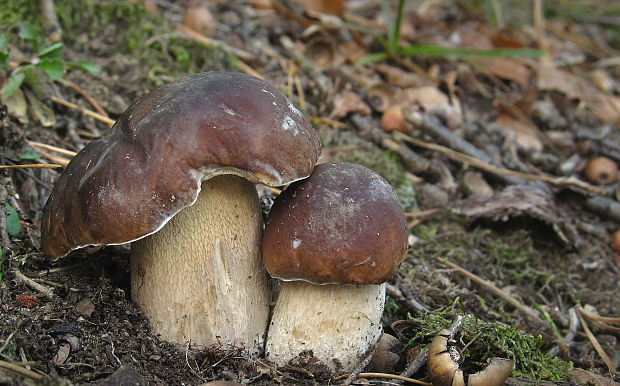 hríb smrekový Boletus edulis Bull.