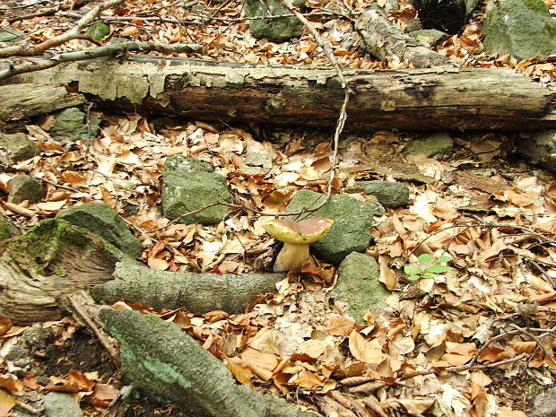 hríb smrekový Boletus edulis Bull.