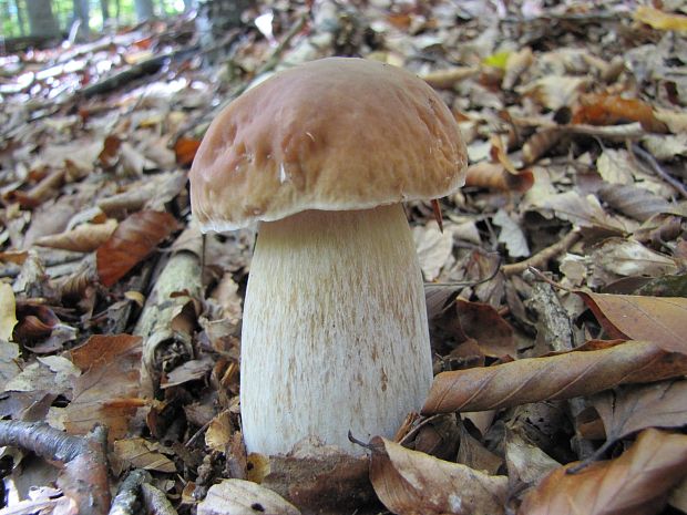 hríb smrekový Boletus edulis Bull.